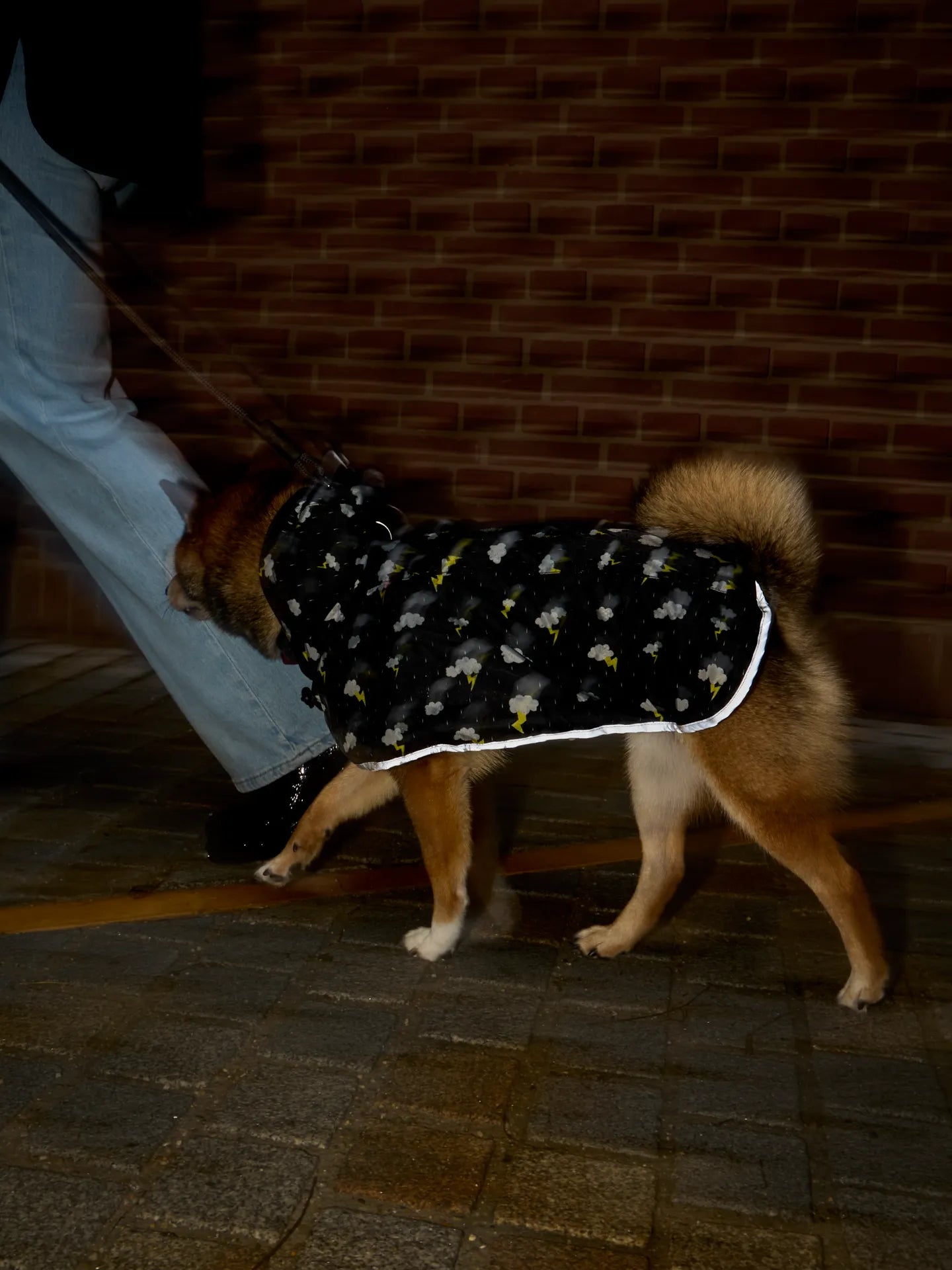 dog-raincoat-storm-56/562bea082377bb214370f6fee0010a76b7a42173