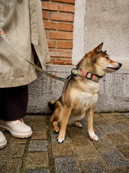 dog-collar-dog-pack-77/77cb8d72e4022fb18bdcbf630b45abe5d1381add